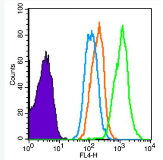 Anti-CMyoD1/Myf3 antibody-肌原调节蛋白抗体