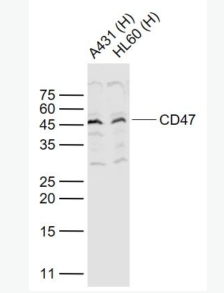 Anti-CD47 antibody-整合素相关蛋白CD47