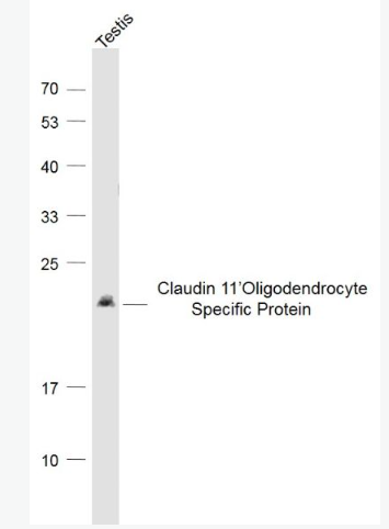 Anti-CLDN11 antibody-少突胶质细胞跨膜蛋白抗体