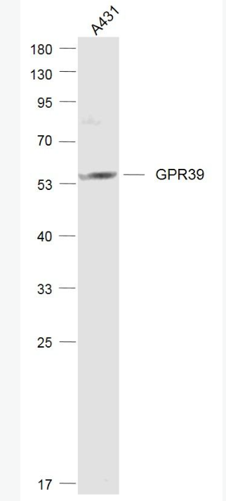 Anti-GPR39 antibody-G蛋白偶联受体39抗体