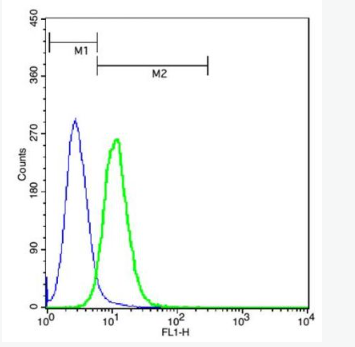 Anti-Annexin A2 antibody-膜粘连蛋白 Ⅱ抗体