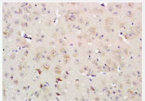 Anti-IRS-4 antibody-胰岛素受体底物-4抗体