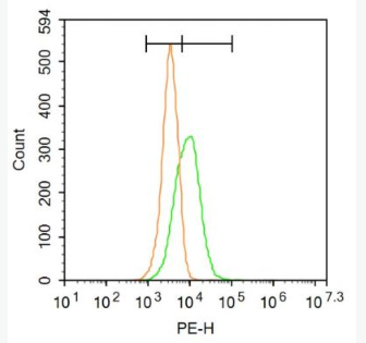 Anti-NR2D antibody-谷氨酸受体2D抗体