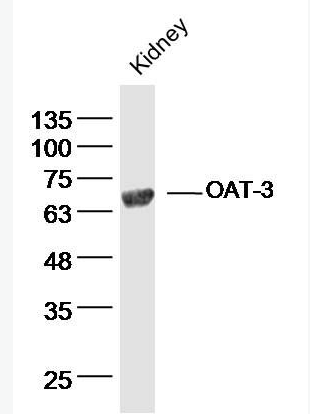 Anti-OAT-3 antibody-阴离子转运蛋白-3抗体