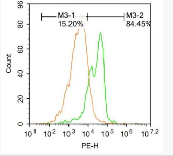 Anti-AEBP1 antibody-脂肪细胞增强结合蛋白1