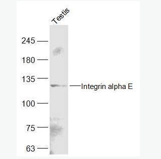 Anti-Integrin alpha E antibody-整合素αE（CD103）抗体