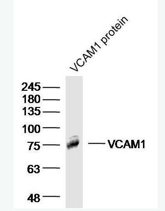 Anti-VCAM1 antibody-血管内皮细胞粘附分子（CD106）抗体
