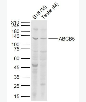 Anti-ABCB5 antibody-ATP结合蛋白家族5抗体