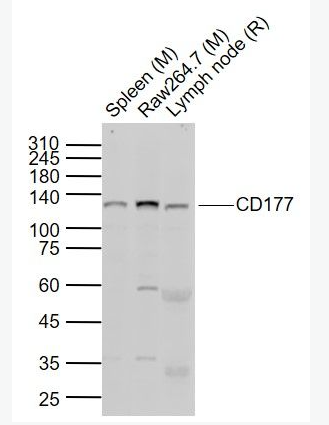 Anti-CD177 antibody-嗜中性粒细胞抗原CD177抗体