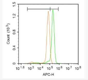 Anti-ASK1 antibody-细胞凋亡信号调节激酶1抗体