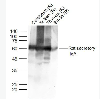 Anti-Rat secretory IgA antibody-分泌型免疫球蛋白A抗体