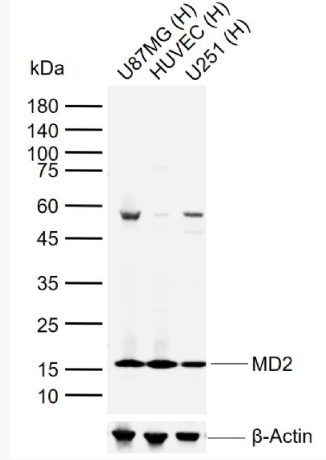 Anti-LY-96/MD2 antibody-MD-2蛋白抗体