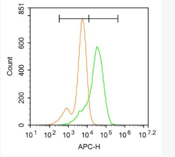 Anti-EAAT3 antibody-胶质细胞谷氨酸运载蛋白3/神经/上皮细胞谷氨酸运载蛋白抗体