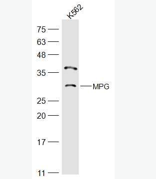Anti-APNG/MPG antibody-N-甲基嘌呤DNA糖基化酶