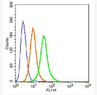 Anti-Calnexin antibody-钙连蛋白抗体