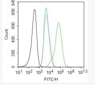 Anti-phospho-c-Jun (Thr91+Thr93) antibody-磷酸化原癌基因c-Jun抗体