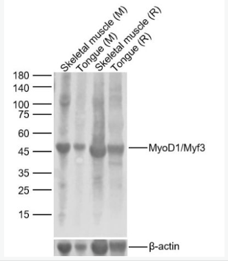 Anti-MyoD1/Myf3  antibody-MyoD1/Myf3