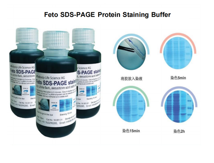 Feto SDS-PAGE染色液  Feto Protein Staining Buffer