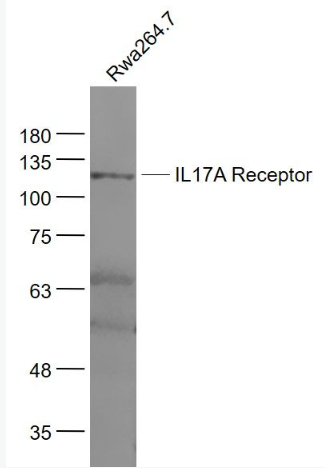 Anti-IL17RA antibody-白介素17受体抗体