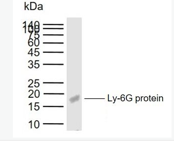 Anti-Ly-6G antibody-淋巴细胞抗原6G抗体