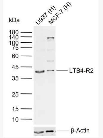 Anti-LTB4-R2 antibody-白三烯B4受体2抗体