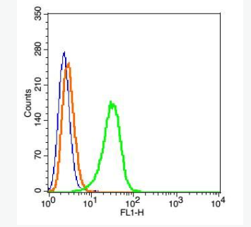 Anti-CLEC2 antibody-C型凝集素结构域家族1成员B抗体