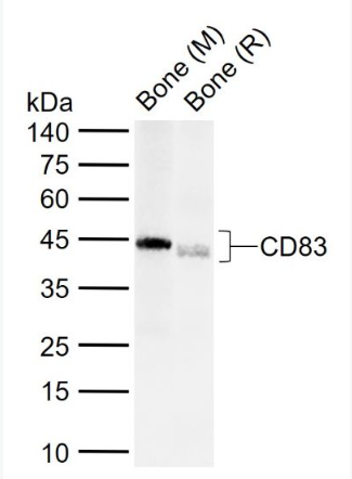 Anti-CD83 antibody-CD83抗体
