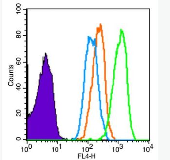 Anti-CD2 antibody-CD2抗体