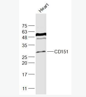 Anti-CD151 antibody-CD151抗体