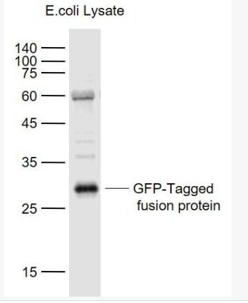 Anti-EGFP antibody-重组增强型绿色荧光蛋白抗体