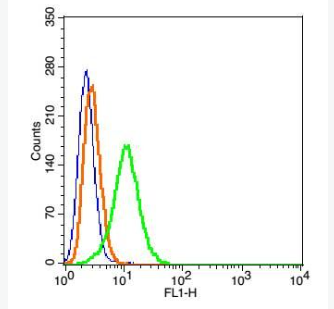 Anti-Tap1 antibody-ATP结合转运因子1抗体