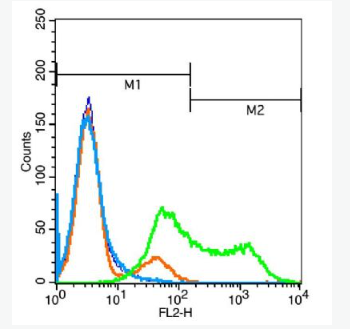 Anti-phospho-ALK (Tyr1604) antibody-磷酸化间变型淋巴瘤激酶抗体