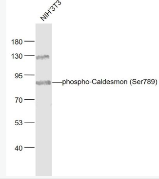 Anti-phospho-Caldesmon (Ser789) antibody-磷酸化钙介质素抗体