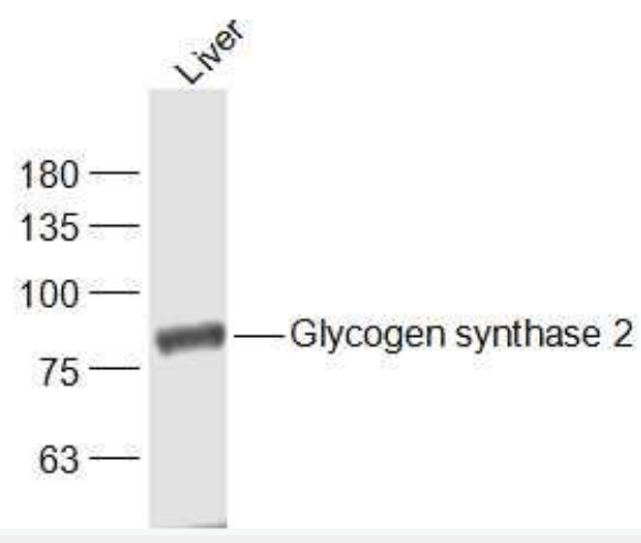 Anti-Glycogen synthase 2 antibody-葡萄糖合成酶2抗体