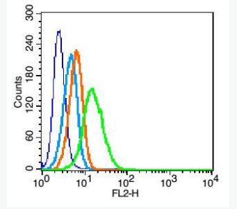 Anti-TRPC6 antibody-瞬时受体电位离子通道蛋白6抗体