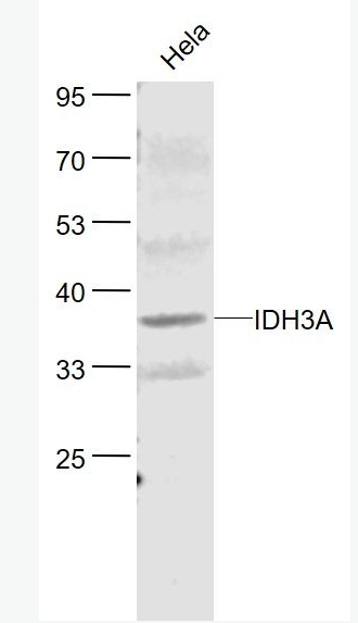 Anti-IDH3A antibody-草酰琥珀酸脱羧酶α抗体