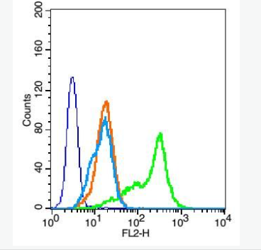 Anti-SH2D2A  antibody-血管内皮生长因子受体相关蛋白抗体