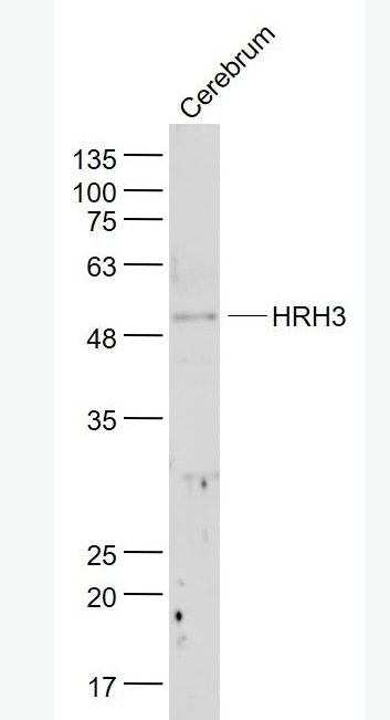 Anti-HRH3 antibody-组织胺H3受体抗体