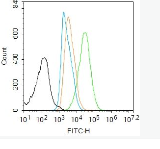 Anti-phospho-RUNX2 (Ser451) antibody-磷酸化成骨特异性转录因子抗体