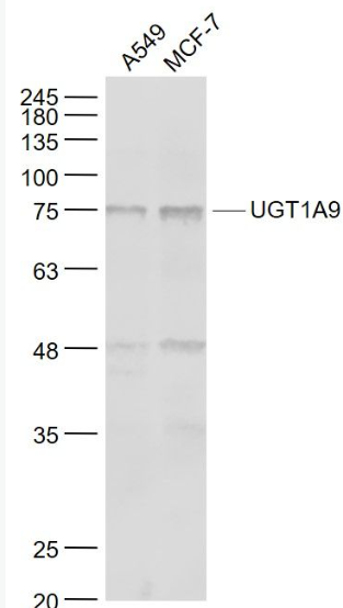 Anti-UGT1A9 antibody-尿苷二磷酸葡萄糖醛酸转移酶1A9