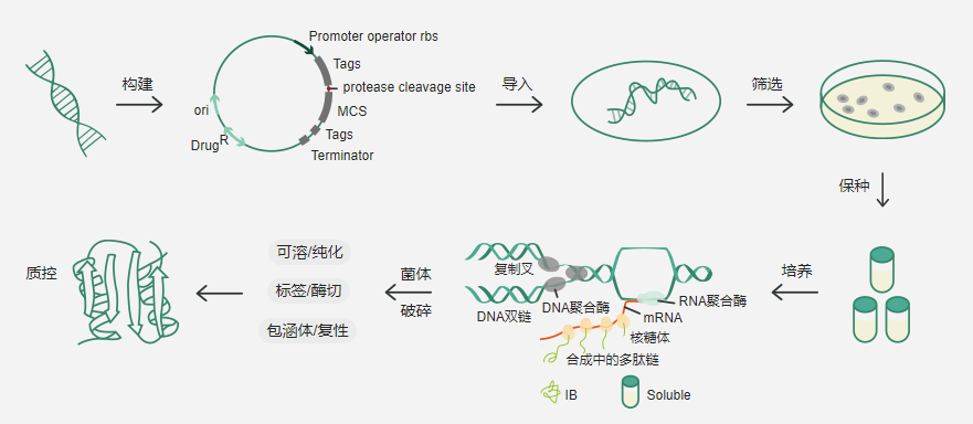 义翘神州提供原核细胞蛋白表达平台