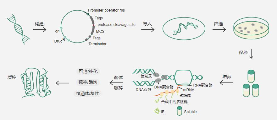 原核细胞重组表达流程图 .png