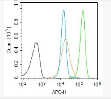 Anti-phospho-STAT5b (Ser731)  antibody-磷酸化信号转导和转录激活因子5b抗体