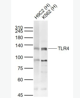 Anti-TLR4 antibody-Toll样受体4（CD284）抗体