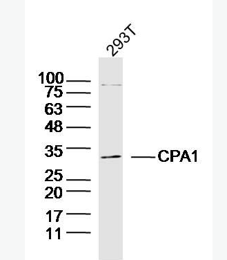 Anti-CPA1 antibody-胰羧肽酶A1抗体