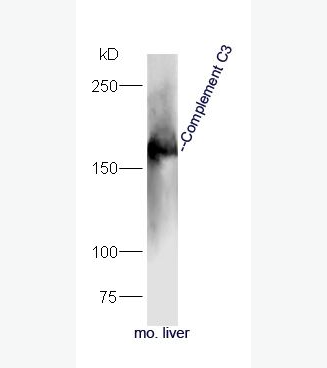 Anti-Complement C3 antibody-过敏毒素C3（补体C3）抗体