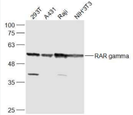 Anti-RAR gamma antibody-维甲酸受体γ抗体