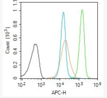 Anti-SET antibody-SET易位蛋白/髓系白血病相关蛋白抗体