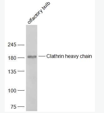 Anti-Clathrin heavy chain antibody-网格蛋白重链抗体