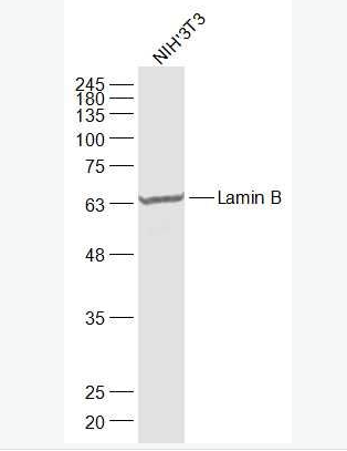 Anti-Lamin B (Nuclear Loading Control) antibody-核纤层蛋白B(核内参)抗体